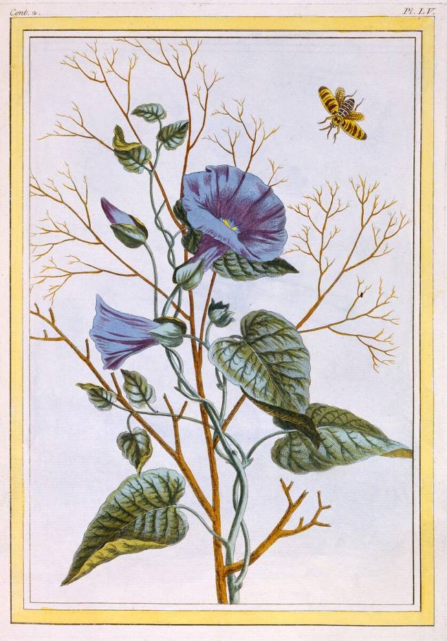 Le Grand Liseron Violet de Pierre-Joseph Buchoz - Reproduction d'art haut  de gamme