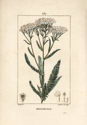 Achillee yarrow - Yarrow (Pierre Jean Francois Turpin) - Muzeo.com