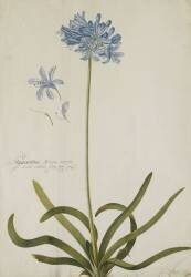 Agapanthus (Georg Dionysius Ehret) - Muzeo.com