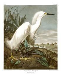 Aigrette neigeuse (John James Audubon) - Muzeo.com