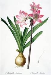 Amaryllis Belladonna (Pierre Joseph Redouté) - Muzeo.com