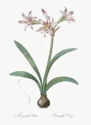 Amaryllis Vittata (Pierre Joseph Redouté) - Muzeo.com