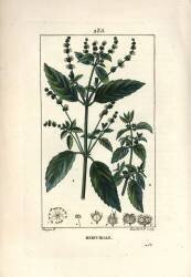 Annual Mercuriale (Pierre Jean Francois Turpin) - Muzeo.com