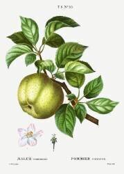 Apple tree (Pierre Joseph Redouté) - Muzeo.com
