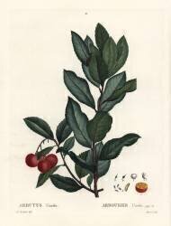 Arbutus unedo (Pierre Joseph Redouté) - Muzeo.com
