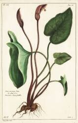 Arum arisarum Linn (Dupin) - Muzeo.com