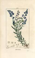 Asclépiade commune - Asclépiade (Pierre Jean Francois Turpin) - Muzeo.com