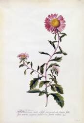 Aster (Georg Dionysius Ehret) - Muzeo.com