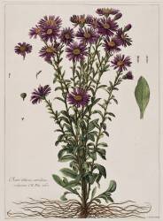 Aster à fleur mauve (Nicolas Robert) - Muzeo.com