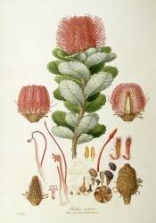 Banksia coccinea (Ferdinand Bauer) - Muzeo.com