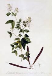 Bauhinia (Georg Dionysius Ehret) - Muzeo.com