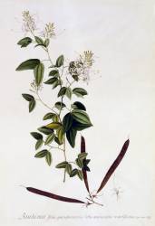 Bauhinia (Georg Dionysius Ehret) - Muzeo.com