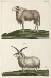 Béliers (anonyme) - Muzeo.com