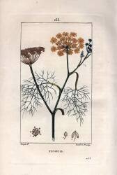 Botanique : Fenouil (Pierre Jean Francois Turpin) - Muzeo.com