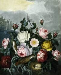 Botanique : Rose-Rosa (Robert John Thornton) - Muzeo.com