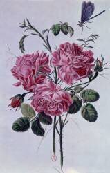Bouquet de pivoines (Pierre-Joseph Buchoz) - Muzeo.com