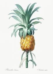 Bromelia Ananas (Pierre Joseph Redouté) - Muzeo.com