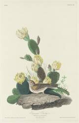 Bruant zizi (John James Audubon) - Muzeo.com