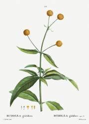 Buddlea (Pierre Joseph Redouté) - Muzeo.com
