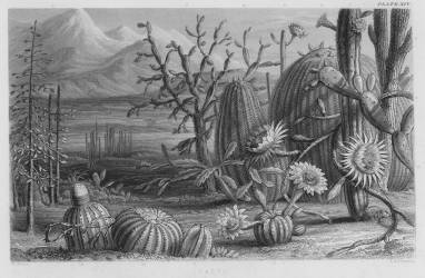 Cacti (W. Fitch) - Muzeo.com