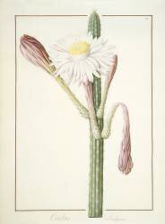 Cactus Ambiguus (Pierre Joseph Redouté) - Muzeo.com