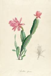 Cactus Speciosus (Pierre Joseph Redouté) - Muzeo.com