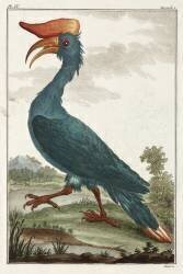 Calao (anonyme) - Muzeo.com