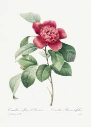 Camelia (Pierre Joseph Redouté) - Muzeo.com