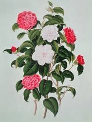 Camellia Japonica (William Curtis) - Muzeo.com