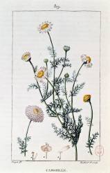 Camomile (Pierre Jean Francois Turpin) - Muzeo.com