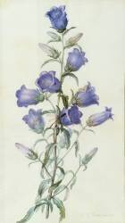 Campanula (Pierre Joseph Redouté) - Muzeo.com