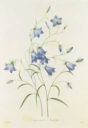 Campanula (Pierre Joseph Redouté) - Muzeo.com