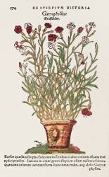 Carnation (anonyme) - Muzeo.com