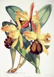Cattleya Dowiana (Walter Hood Fitch) - Muzeo.com