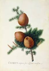 Cedrus Libani (Georg Dionysius Ehret) - Muzeo.com