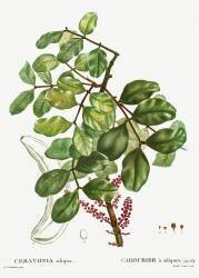 Ceratonia siliqua (Pierre Joseph Redouté) - Muzeo.com