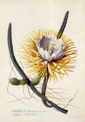 Cereus (Georg Dionysius Ehret) - Muzeo.com