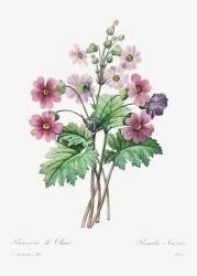Chinese Primrose (Pierre Joseph Redouté) - Muzeo.com