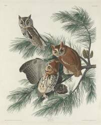 Chouette tachetée (John James Audubon) - Muzeo.com