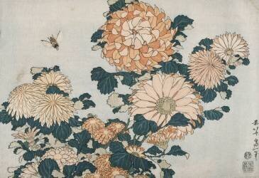 Chrysanthèmes et taon (Hokusai) - Muzeo.com