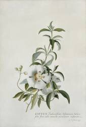 Cistus (Georg Dionysius Ehret) - Muzeo.com