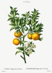 Citronnier chinois bigaradier (Pierre Joseph Redouté) - Muzeo.com