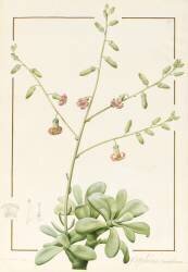 Cotyledon Cardiflorum (Pierre Joseph Redouté) - Muzeo.com