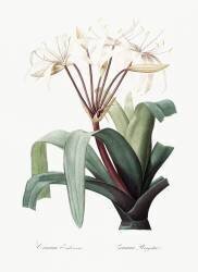 Crinum Erubescens (Pierre Joseph Redouté) - Muzeo.com