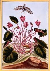 Cyclamen (Pierre-Joseph Buchoz) - Muzeo.com