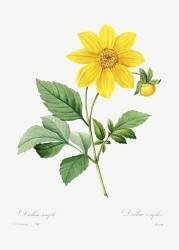 Dalea simplex (Pierre Joseph Redouté) - Muzeo.com