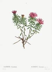 Daphne (Pierre Joseph Redouté) - Muzeo.com