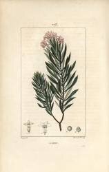 Daphne garou (Pierre Jean Francois Turpin) - Muzeo.com