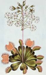 Dionée attrape-mouche (Pierre-Joseph Buchoz) - Muzeo.com