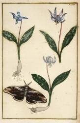 Dog's-tooth-violet (Daniel Rabel) - Muzeo.com